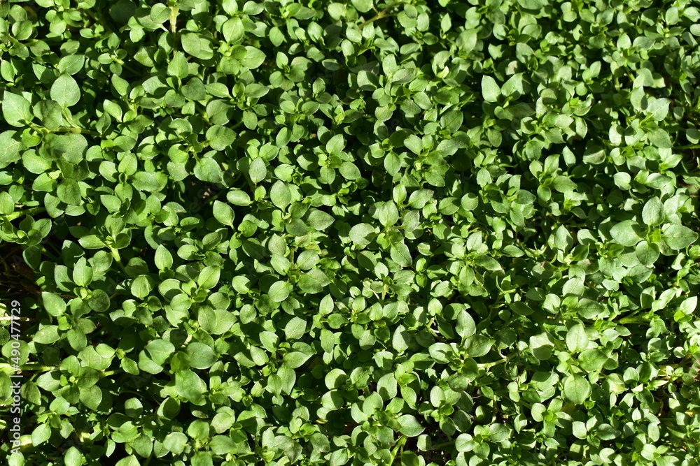 background of gentle spring green grass background of gentle spring green grass