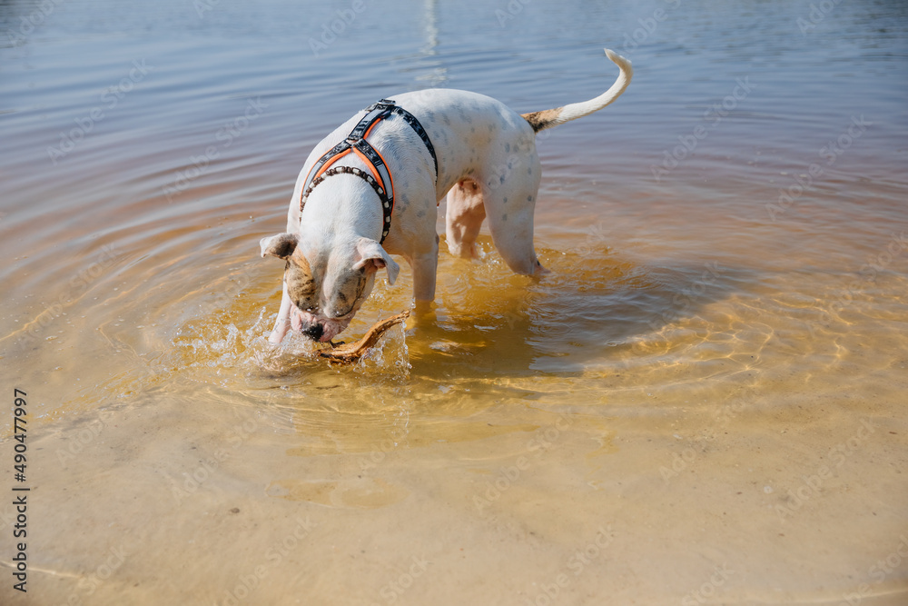 white American bulldog. Dog is playing in the water white American bulldog. Dog is playing in the water