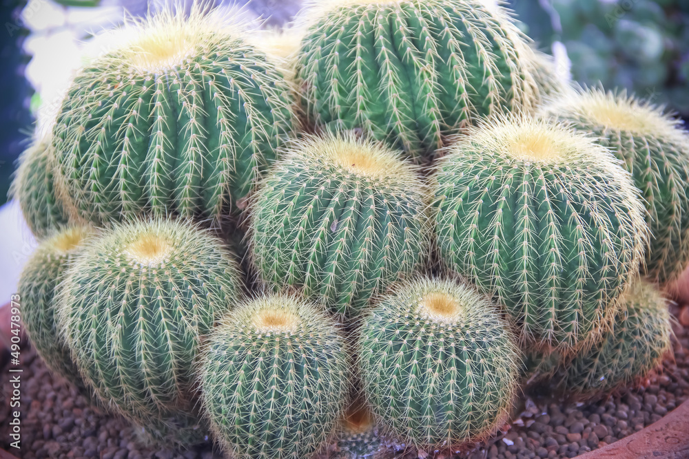 Golden barrel cactus flower or mother-in-law's cushion (Echinocactus grusonii) in pot natural closeup background Golden barrel cactus flower or mother-in-law's cushion (Echinocactus grusonii) in pot natural closeup background