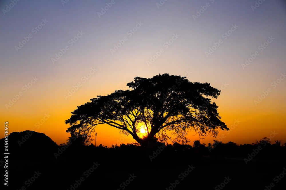 Silhouette of high rain tree with beautiful sunset in the evening rural Thailand on orage sky background