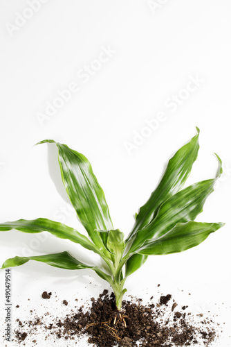 plant with roots in ground on white background. Eco friendly  gardening and development concept. copy space top view . green world and earth day