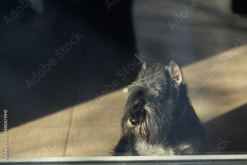 a standard schnauzer dog looks through a glass door