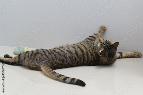 Tabby cat lying with its back on white