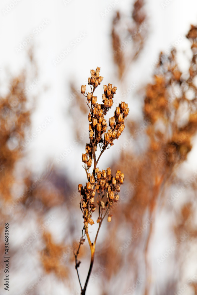 withered flowers in late autumn withered flowers in late autumn