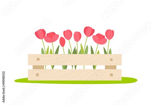 Tulips in wooden box on white background. Fresh red flowers. Spring flowering flowers. Wooden box with spring flowers for spring holiday design. Growing cartoon flat vector illustration