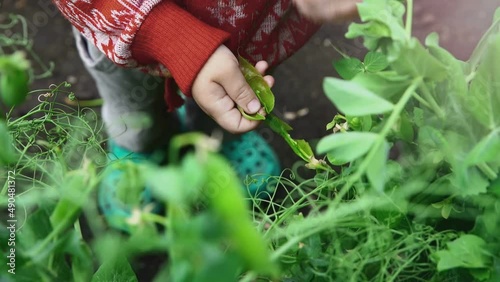 Wallpaper Mural Child eats fresh green peas in the garden, plucked from a bush. Healthy and wholesome food.  Torontodigital.ca