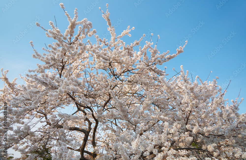 White cherry sakura flowers on the blue sky background. Japan