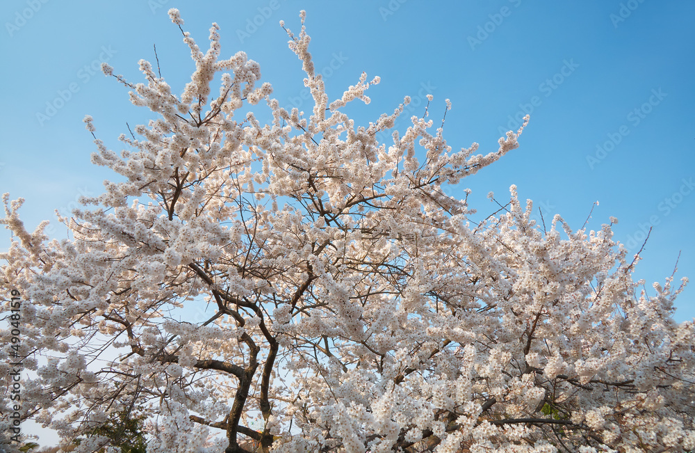 White cherry sakura flowers on the blue sky background. Japan White cherry sakura flowers on the blue sky background. Japan
