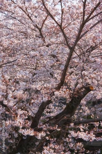White cherry sakura blossom in spring. Japan