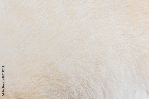 Close up of domestic shorthair cat fur, white and yellow solid pattern skin, hair texture for background