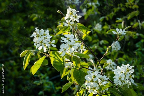 White flowers of Amelanchier canadensis, shadberry, shadberry or junberry on blurred background of evergreens. Selective focus close up. Landscape for any wallpaper. There is space for text photo