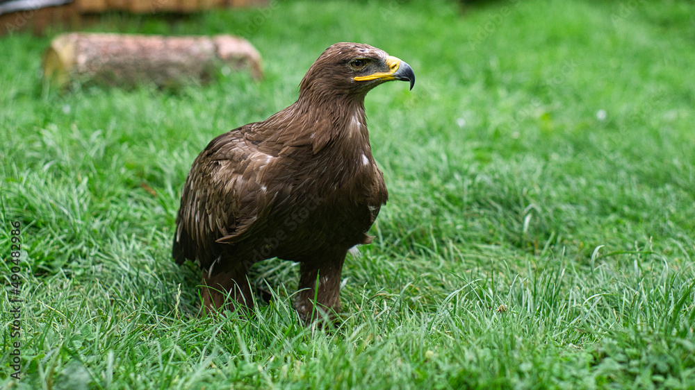 Golden eagle at the air show in Saarburg. Animal photo of the elegant bird. Golden eagle at the air show in Saarburg. Animal photo of the elegant bird.