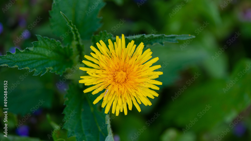Yellow dandelion flower on a background of green foliage. Yellow dandelion flower on a background of green foliage.