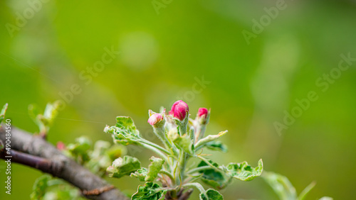 Pink flowers of an apple tree on a green background.