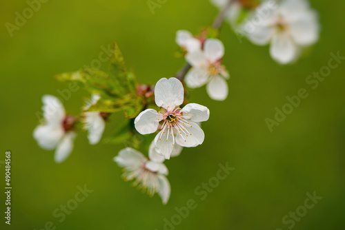 Blooming cherry flowers on a blurred green background.