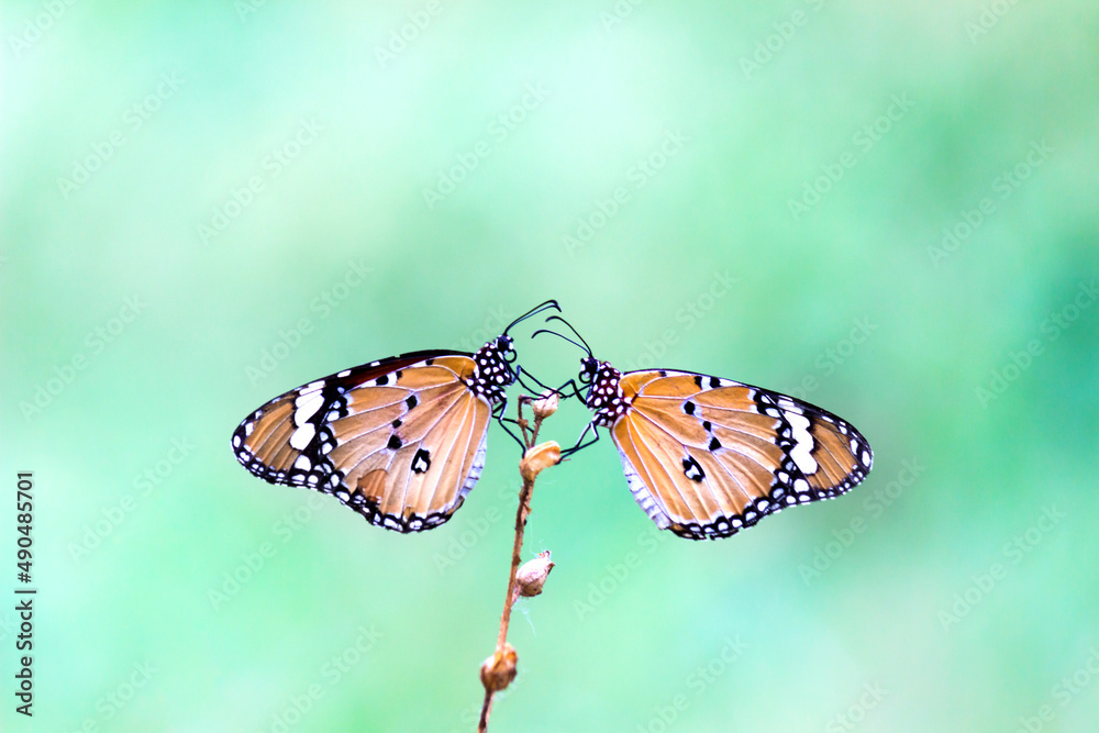 Fototapeta premium Two plain tiger butterflies perched on the flower plant 