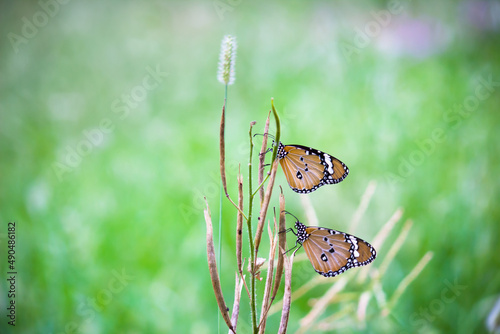 Two plain tiger butterflies perched on the flower plant