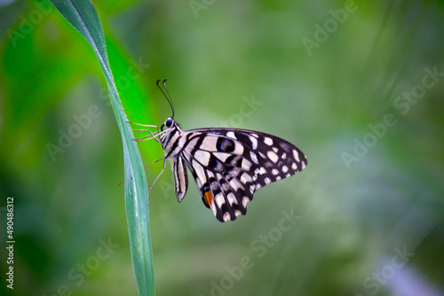 Lemon butterfly, lime swallowtail and chequered swallowtail resting on the flower plants