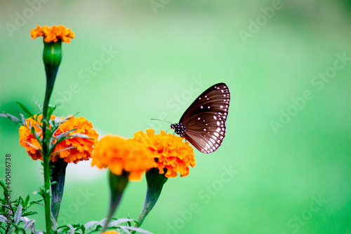 Euploea core, the common crow, resting on the flower plants during spring season. photo