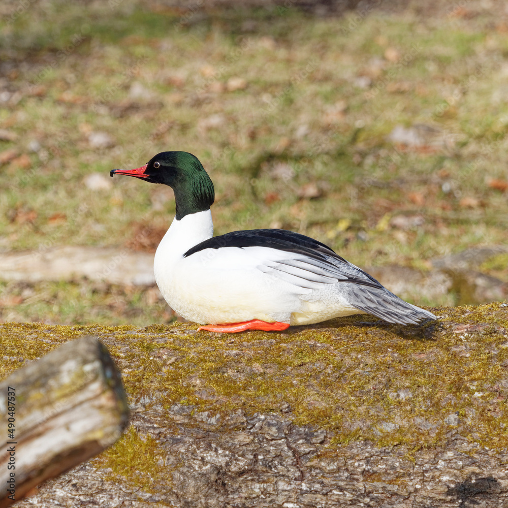 Fototapeta premium Mergus merganser | Canard harle bièvre ou grand bec-scie mâle à tête vert foncé, long bec rouge crochu et denticulé, poitrine et cou blanc