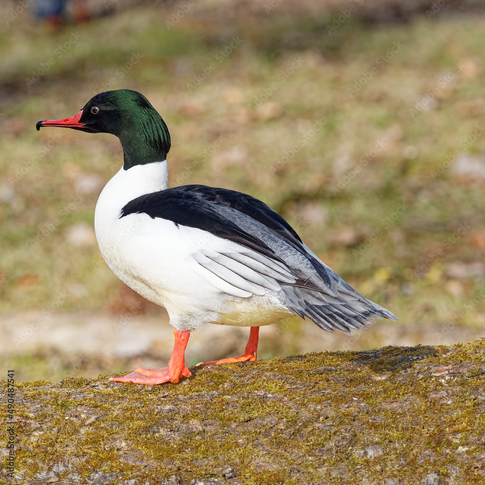 Mergus merganser | Canard harle bièvre ou grand bec-scie mâle à tête vert foncé, long bec rouge crochu et denticulé, poitrine et cou blanc Mergus merganser | Canard harle bièvre ou grand bec-scie mâle à tête vert foncé, long bec rouge crochu et denticulé, poitrine et cou blanc