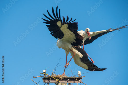 Two white storks in the nest against blue sky