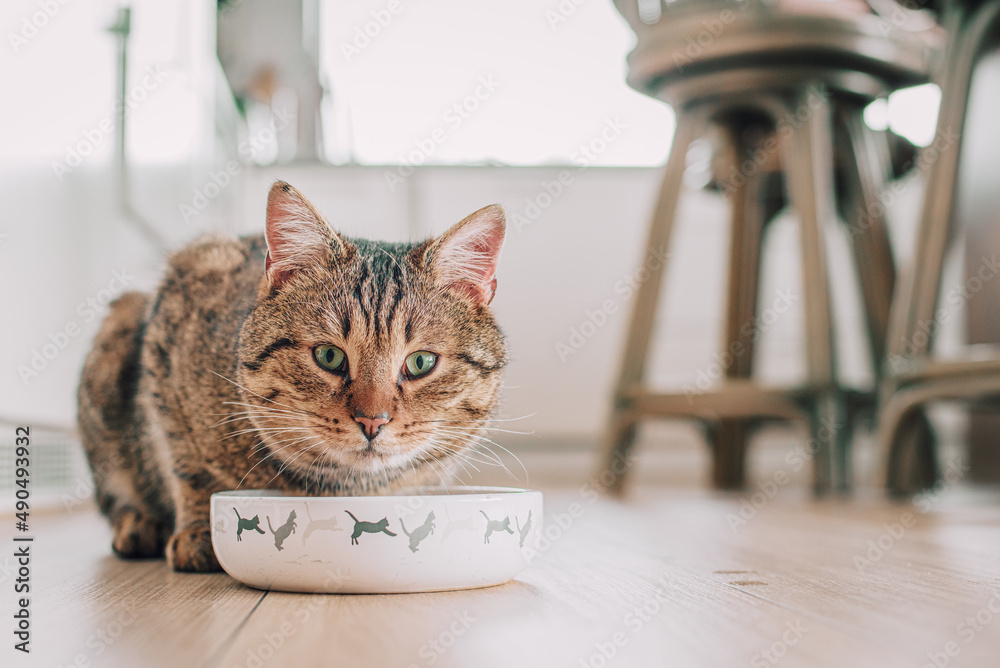 Kot je z miski swój posiłek w białej kuchni - obrazy, fototapety, plakaty 