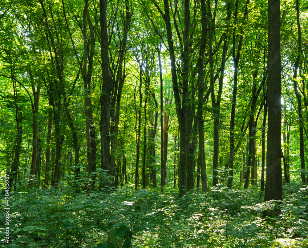 Obraz premium Sunlight in the green forest, spring time