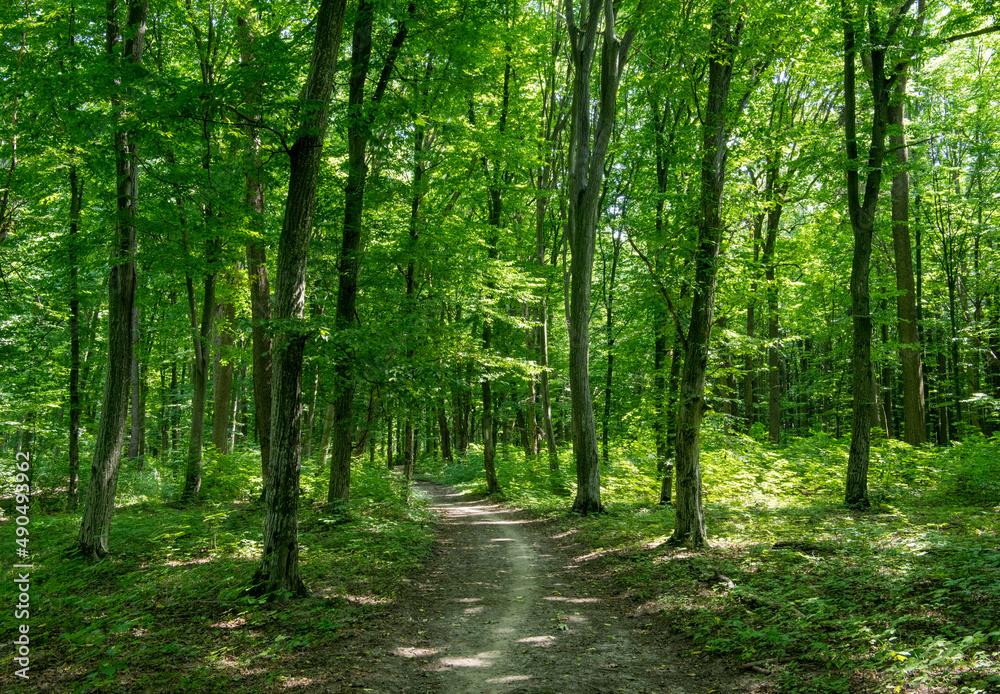 a path is in the green forest