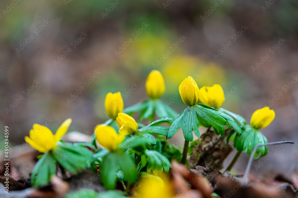 Beautiful winter aconite in early spring Beautiful winter aconite in early spring