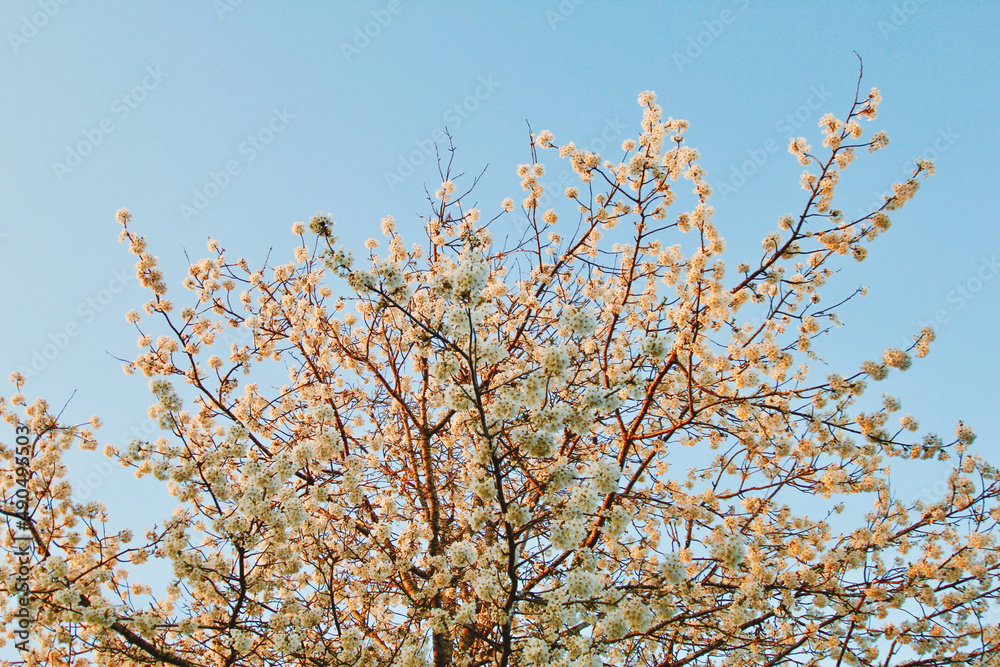 Cherry tree blossom, spring blossoming tree, beautiful cherry colours, spring allergy, sunrise #005 Cherry tree blossom, spring blossoming tree, beautiful cherry colours, spring allergy, sunrise #005