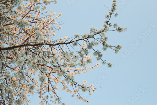 Cherry tree blossom  spring blossoming tree  beautiful cherry colours  spring allergy sunrise  004