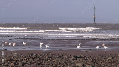 Birds perched on the seashore at low tide. Minehead. Somerset.UK photo