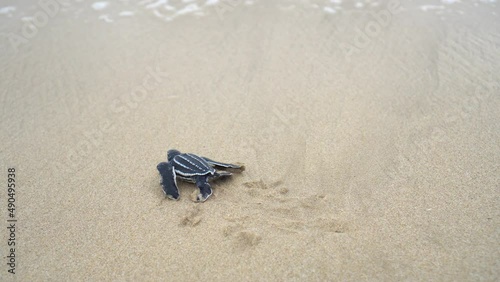Baby Leatherback
Sea Turtle