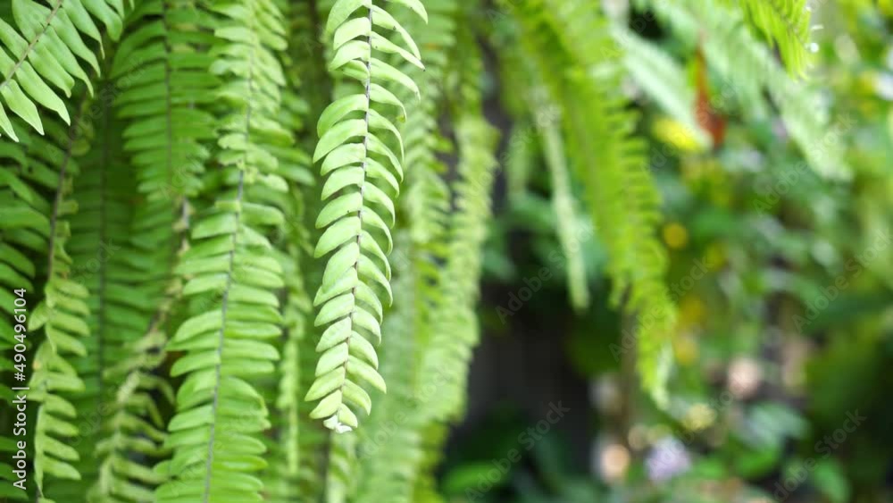 hanging fern leaves with copy space hanging fern leaves with copy space