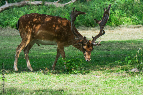 deer in the woods