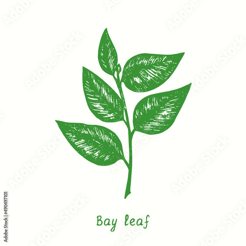 Bay leaf twig.  Ink black and white doodle drawing in woodcut style