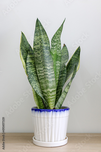 Fresh Dracaena trifasciata snake plant (Sansevieria Trifasciata) in a pot on a wooden table against white wall