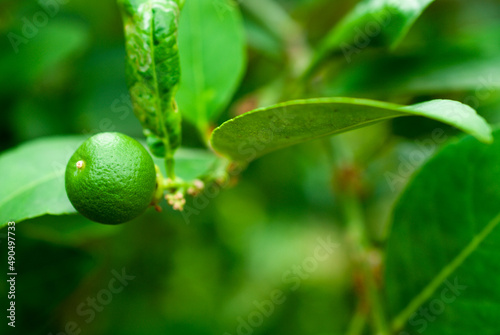 close-up photo of lemon