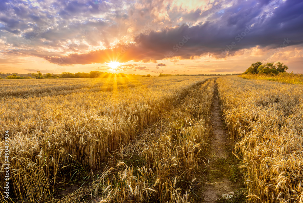 Scenic view at beautiful spring sunset in a green shiny field with green grass and golden sun rays, deep blue cloudy sky , trees and