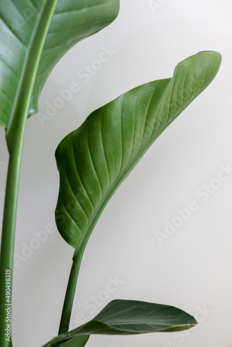 Beautiful green leaves and stem of Strelitzia nicolai (Giant White Bird of Paradise) Plant
