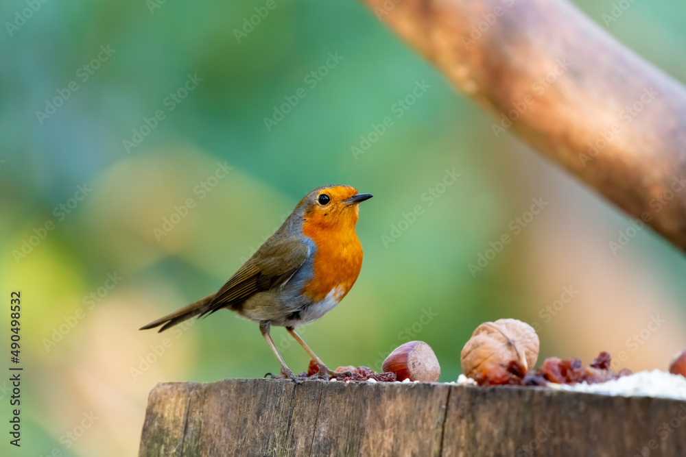Robin redbreast or European robin (Erithacus rubecula) is a small passerine bird, on a trunk at a winter feeding spot in a park in Dortmund Germany. Close up of small songbird with selective Focus. Robin redbreast or European robin (Erithacus rubecula) is a small passerine bird, on a trunk at a winter feeding spot in a park in Dortmund Germany. Close up of small songbird with selective Focus.