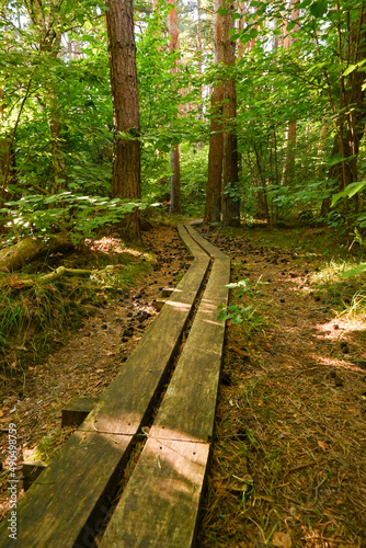 Hiking paths across a forest in a Scandinavian island in Sweden