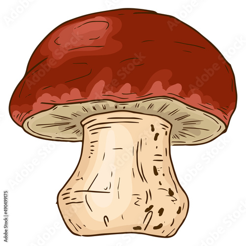 Mushroom sketch drawing. Vector illustration of a mushroom. Hand drawn mushroom. Edible mushroom.