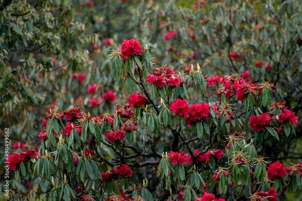 Beautiful red rhododendron flowers in full bloom with the green colored leaves hanging on rhododendron tree. Spring season trek to Deoria Taal lake, Ukhimath in Uttrakhand, india