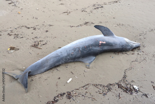 Fototapeta Naklejka Na Ścianę i Meble -  dead dolphin lying on the beach in turkey