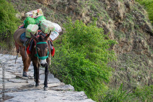 A small horse or mule is carrying all the camping essentials and goods to the camping site on its back. mule is walking on a stone paved trail carrying goods to remote areas or villages in spring.  photo