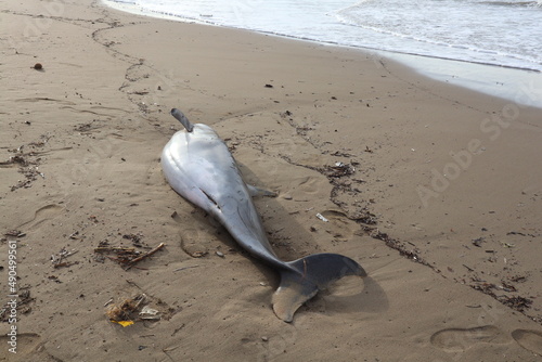 Fototapeta Naklejka Na Ścianę i Meble -  dead dolphin lying on the beach in turkey