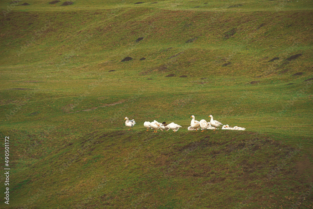 Fototapeta premium Outdoors photo of a bunch of geese walking on a green field on day time.