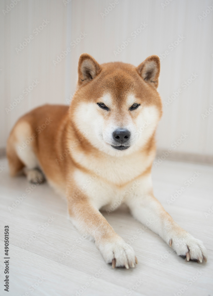 fluffy red dog Shiba Inu sits in a bright room, during the day. Games, dog training, problems of raising purebred dogs. Shiba portrait fluffy red dog Shiba Inu sits in a bright room, during the day. Games, dog training, problems of raising purebred dogs. Shiba portrait